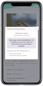 observation_mesange